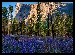 Stany Zjednoczone, Kalifornia, Park Narodowy Yosemite, Drzewa, Góra, El Capitan, Skała, Kwiaty