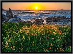Stany Zjednoczone, Kalifornia, Półwysep Monterey, Zatoka Carmel, Morze, Skały, Łąka, Kwiaty