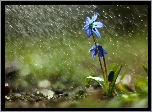 Cebulica Syberyjska, Niebieski, Kwiat, Deszcz