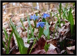 Cebulica Syberyjska, Niebieskie, Kwiatki, Liście, Wiosna
