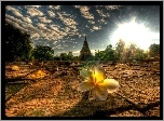 Chiang Mai Province, Tajlandia, Kwiat