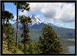 Góra, Wulkan Llaima, Drzewa, Araukarie chilijskie, Park Narodowy Conguillio, Chile