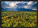 Kwiaty, Łąka, Góry, Chmury, Promienie słońca, Park Narodowy Grand Teton, Wyoming, Stany Zjednoczone