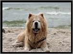 Chow Chow, Plaża, Morze