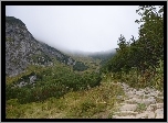 Góry, Ścieżka, rośliny