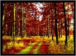 Las, Ścieżka, Jesień