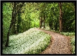 Las, Ścieżka, Kwiaty