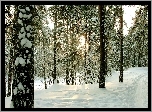 Las, Ścieżka, Zima