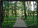 Park, Ścieżka, Drzewa