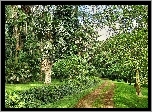 Park, Ścieżka, Palmy