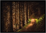 Szkocja, Hrabstwo Perthshire, Dolina Cloan Glen, Las, Drzewa, Ścieżka