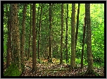 Las, Ściółka, Leśna