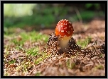 Muchomor, Ściółka, Las