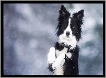 Border Collie, Zima