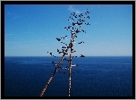 Hiszpania, Costa Brava, Tossa de Mar, Kwiaty, Agawy
