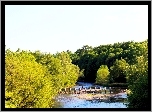 Rzeka, Credit River, Ontario, Kanada, Drzewa, Lato, Widok