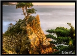 Cyprys wielkoszyszkowy, Atrakcja, Lone Cypress, Skała, Morze, Pebble Beach, Zatoka Monterey, Morze, Kalifornia, Stany Zjednoczone