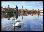 Czechy, Praga, Rzeka, Most, Łabędzie