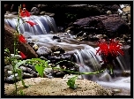 Czerwony, Kwiat, Potok, Wodospad, Kamieni