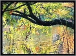 Dąb, Jezioro, Kolorowe, Liście, Odbicie, Woda