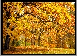 Jesień, Dąbrowa, Polana, Opadłe, Liście, Światło, Cień