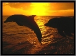 Delfiny, Zachód słońca, Morze