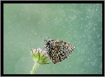 Motyl, Deszcz, Kwiat
