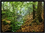 Anglia, Hrabstwo Derbyshire, Park Narodowy Peak District, Las, Drzewa, Strumyk, Mgła