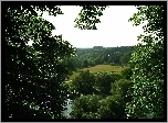 Las, Dolina, Drzewa