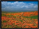 Stany Zjednoczone, Kalifornia, Dolina, Antelope Valley, Łąka, Kwiaty, Pozłotki, Maczki kalifornijskie, Niebo, Chmury