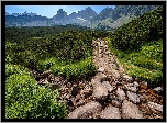 Polska, Góry, Tatry, Dolina, Hala Gąsienicowa, Ścieżka