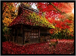 Dom, Jesień, Drzewa, Słońce, Sarna