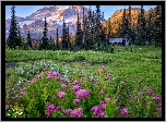 Stany Zjednoczone, Waszyngton, Park Narodowy Mount Rainier, Góry, Łąka, Domek, Drzewa, Kwiaty