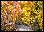 Droga, Drzewa, Brzozy, Jesień