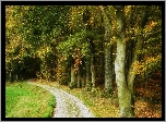 Droga, Jesień, Drzewa, Las
