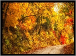Droga, Kolorowe, Drzewa, Jesień