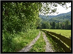 Droga, Las, Pole, Trawa, Drzewa, Płot
