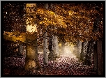 Jesień, Droga, Las, Drzewa, Pożółkłe, Liście, Mgła