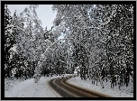 Droga, Przez, Las, Śnieg