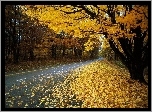 Droga, Drzewa, Liście, Jesień