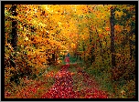 Droga, Las, Drzewa, Kolorowe, Liście, Jesień