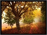 Droga, Drzewa, Liście, Mgła, Jesień