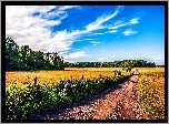 Droga, Pola, Niebo, Lato