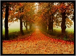 Droga, Drzewa, Mgła, Liście, Poranek, Jesień