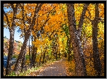 Jesień, Droga, Pożółkłe, Drzewa, Liście