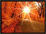 Droga, Jesień, Promienie, Słońca