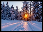 Zima, Las, Promienie słońca, Ośnieżone, Drzewa, Zaśnieżona, Droga