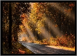 Droga, Jesień, Las, Drzewa, Przebijające światło