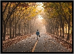 Droga, Jesień, Drzewa, Dziewczyna, Spacer, Mgła
