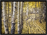 Stany Zjednoczone, Stan Kolorado, Telluride, Las, Jesień, Brzozy, Droga